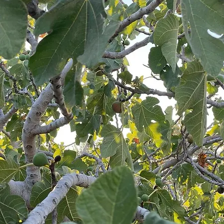 Agapi * Parikia (Paros)